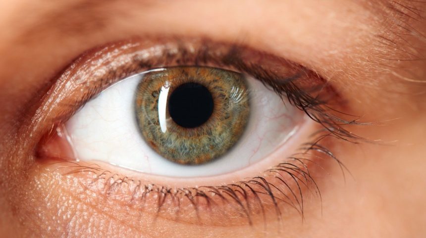 A importância do nervo óptico para a visão